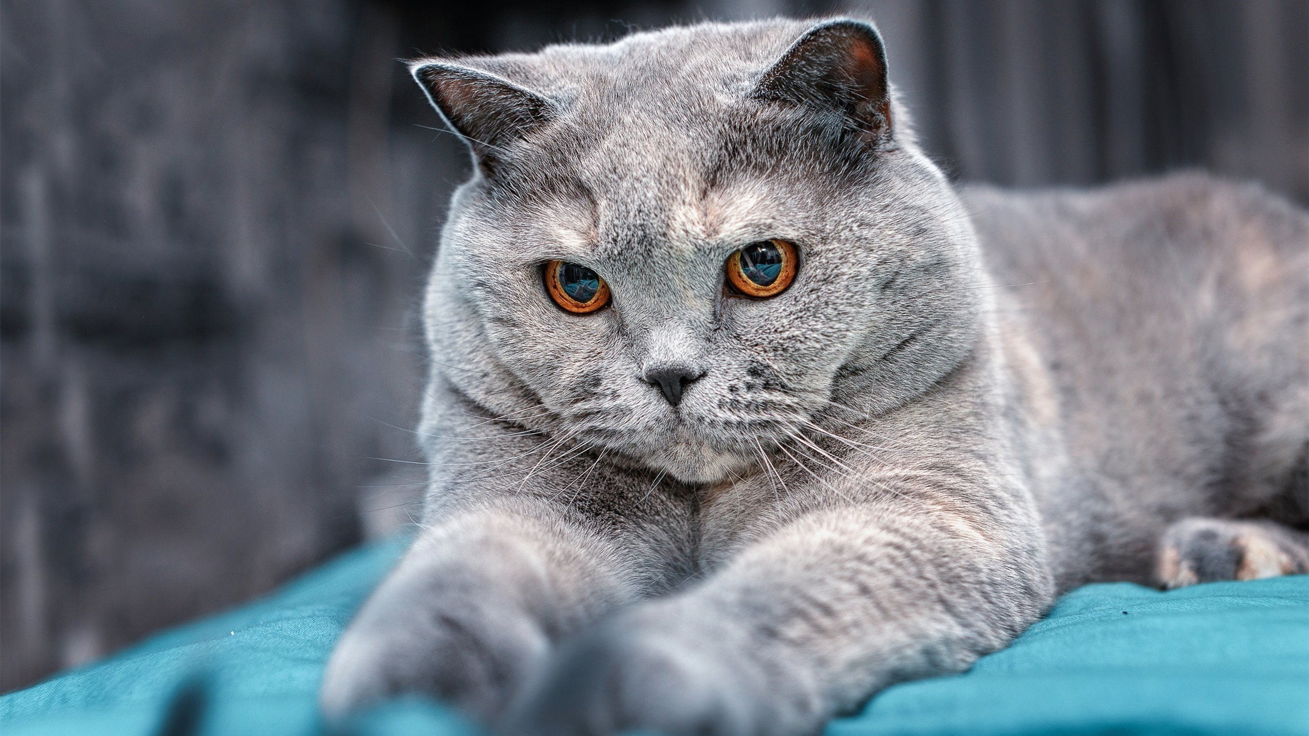 九游娱乐-_雄鹿队持续发力，字母哥三双_，字母哥雄鹿队球衣