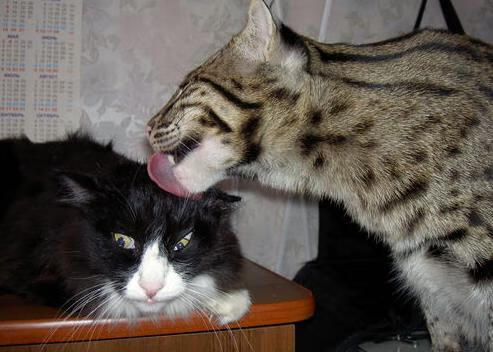 九游体育官网入口-伊朗马术协会与国际组织合作，推广“Chovgan”至全球。，伊朗人跑马拉松吗