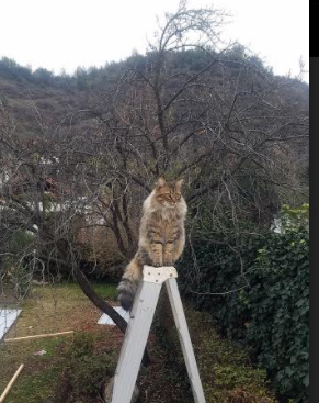 九游娱乐(jiuyou)官方网站-克罗地亚队在巴黎奥运会手球比赛中多次通过二次进攻得分，克罗地亚 队